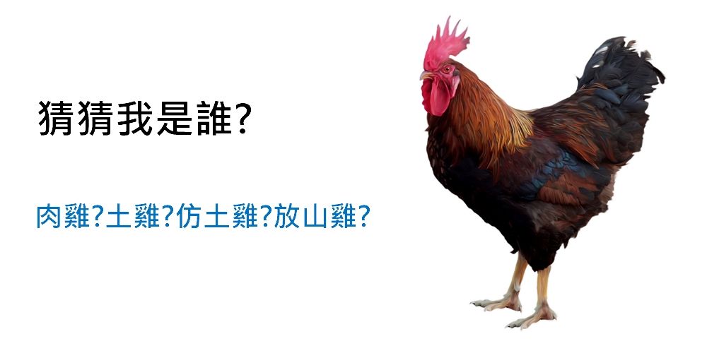 雞種類-圖2 雞種類-圖2